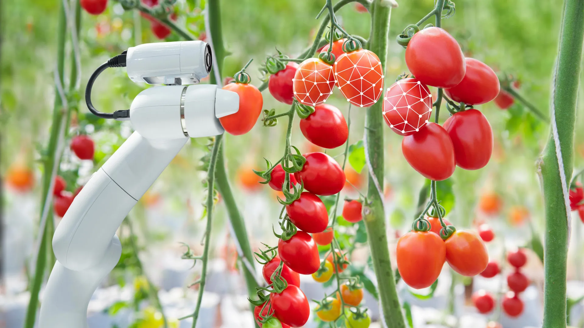 Greenhouse Tomato Harvesting Robot Arm